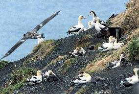 Japan, U.S. to study ecology of short-tailed albatross